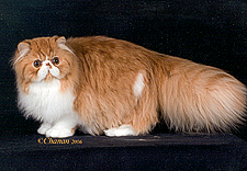 22_Purrty Katz All jacked Up